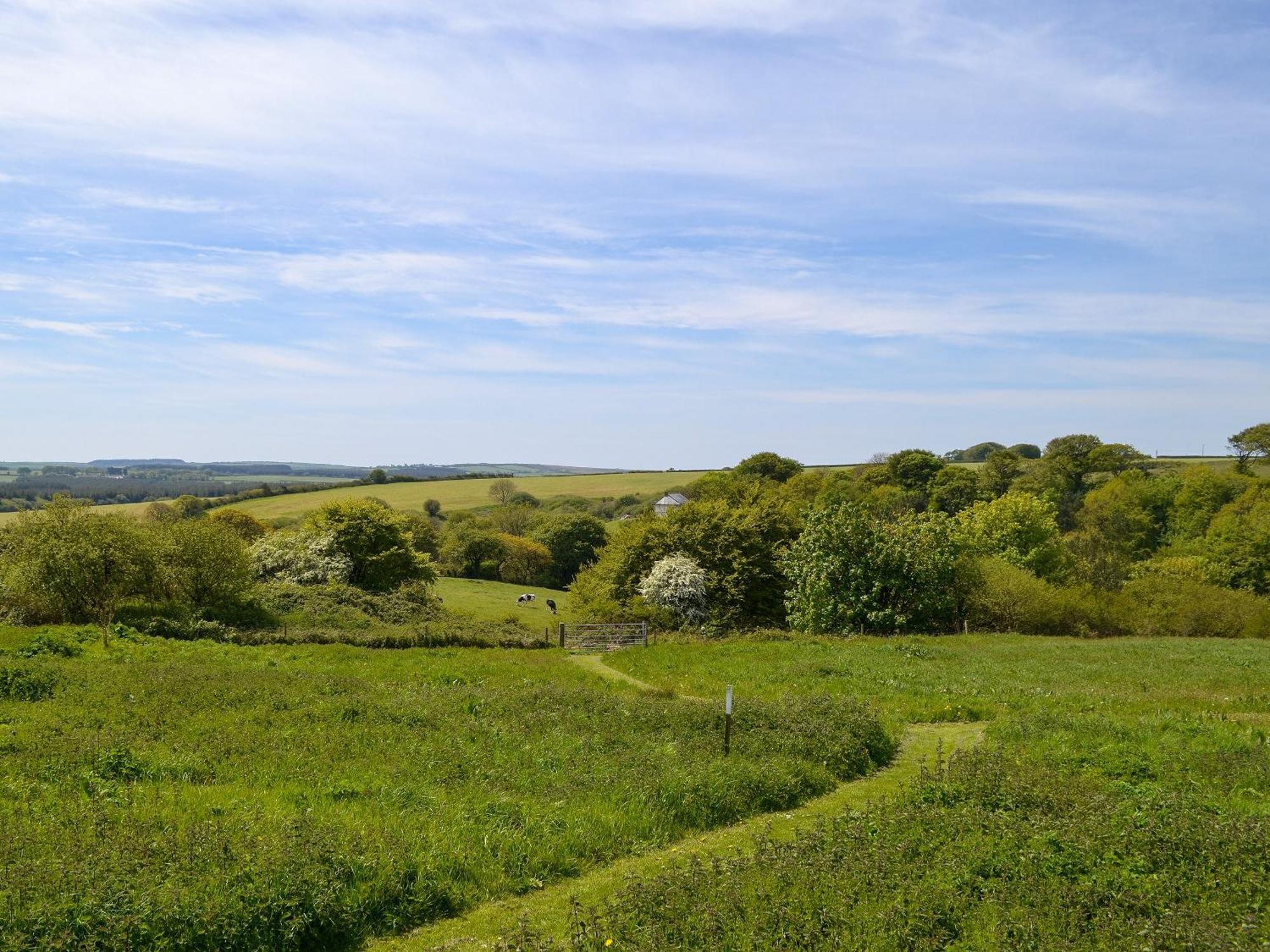 Willow * Woolfardisworthy (Torridge)